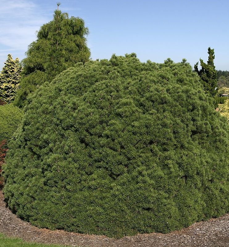 Mops Mugo Pine Natorp's Online Plant Store